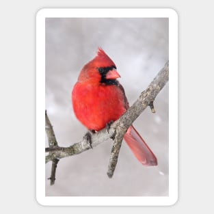 Northern Cardinal Sticker